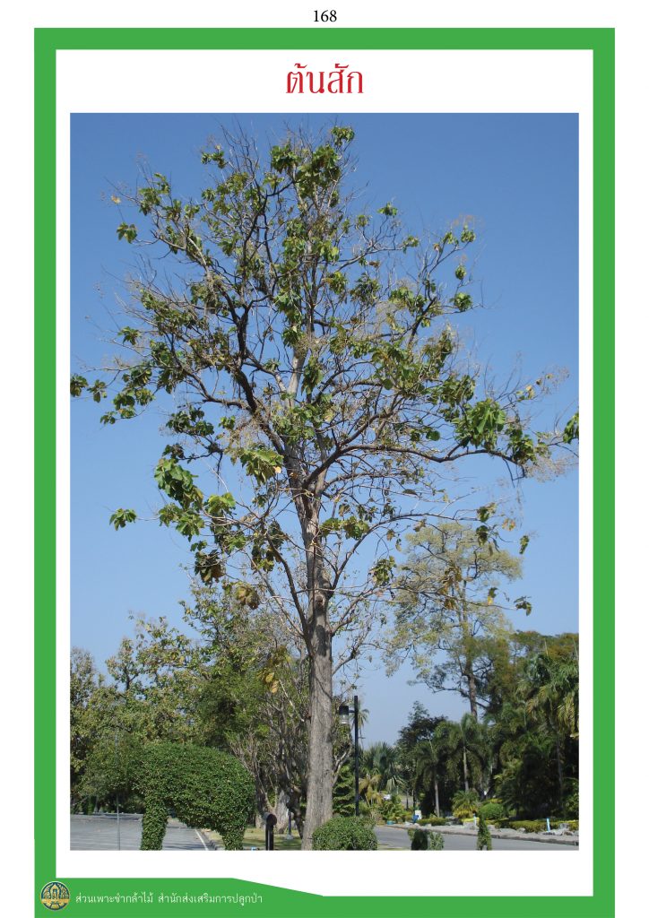 ไม้มงคล ๙ ชนิด : สัก