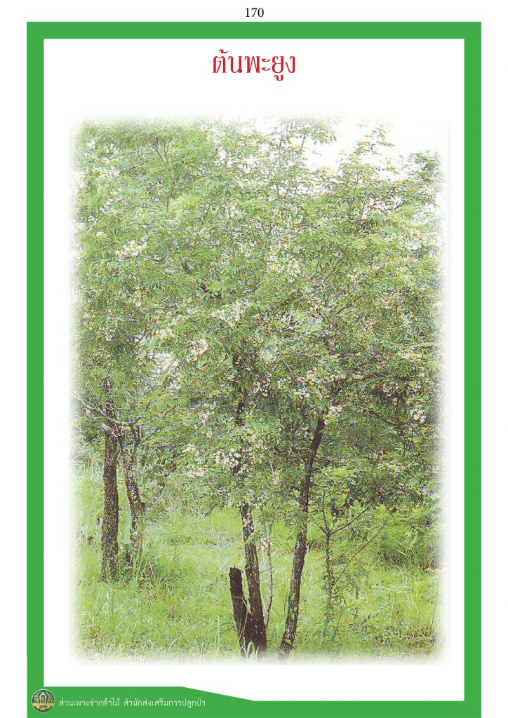 ไม้มงคล ๙ ชนิด : พะยูง