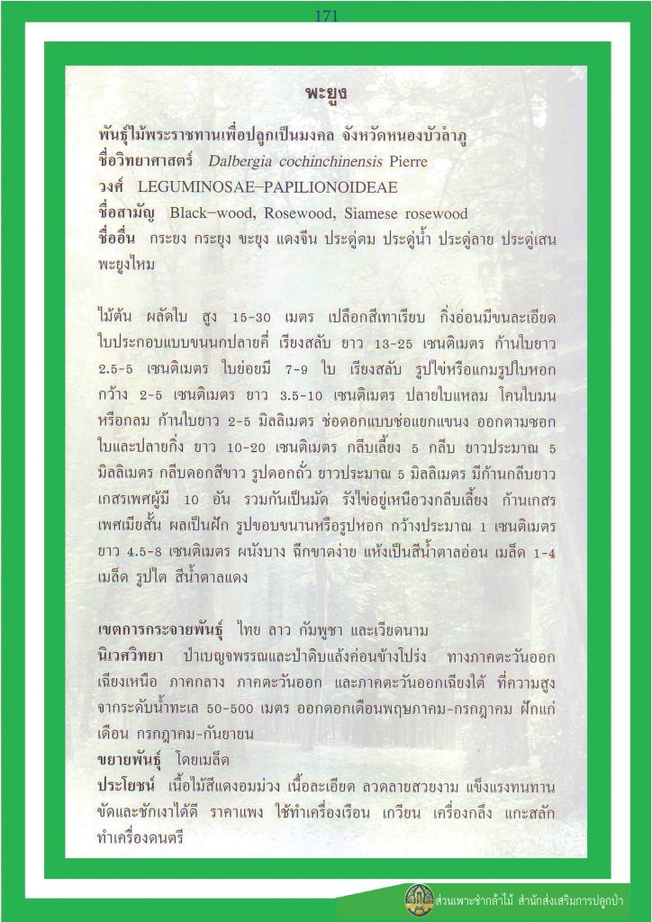 ไม้มงคล ๙ ชนิด : พะยูง