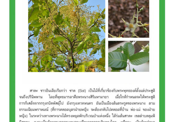 ต้นไม้ในพุทธประวัติ : ต้นสาละ