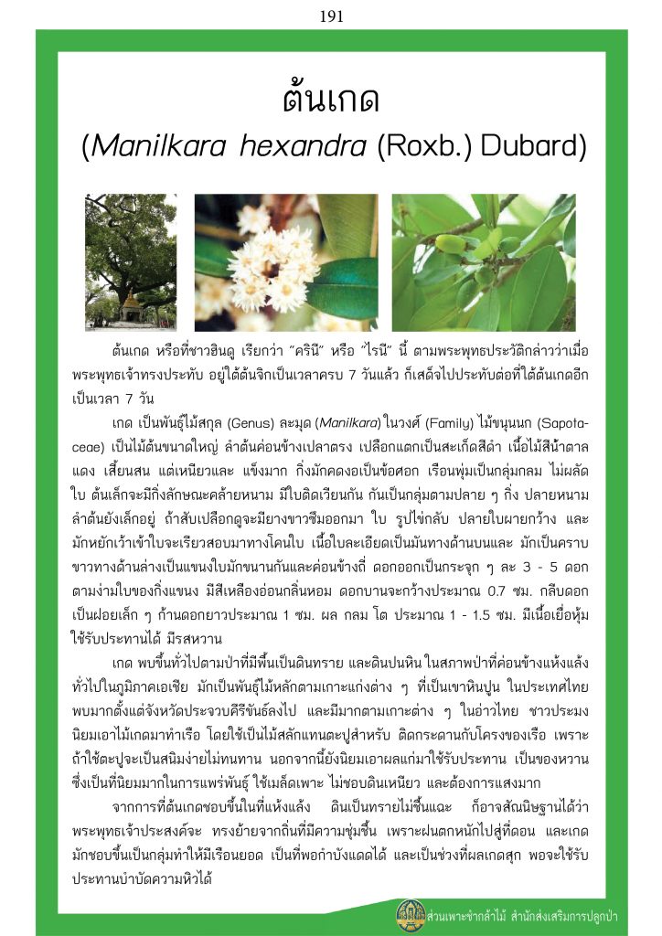 ต้นไม้ในพุทธประวัติ : ต้นเกด