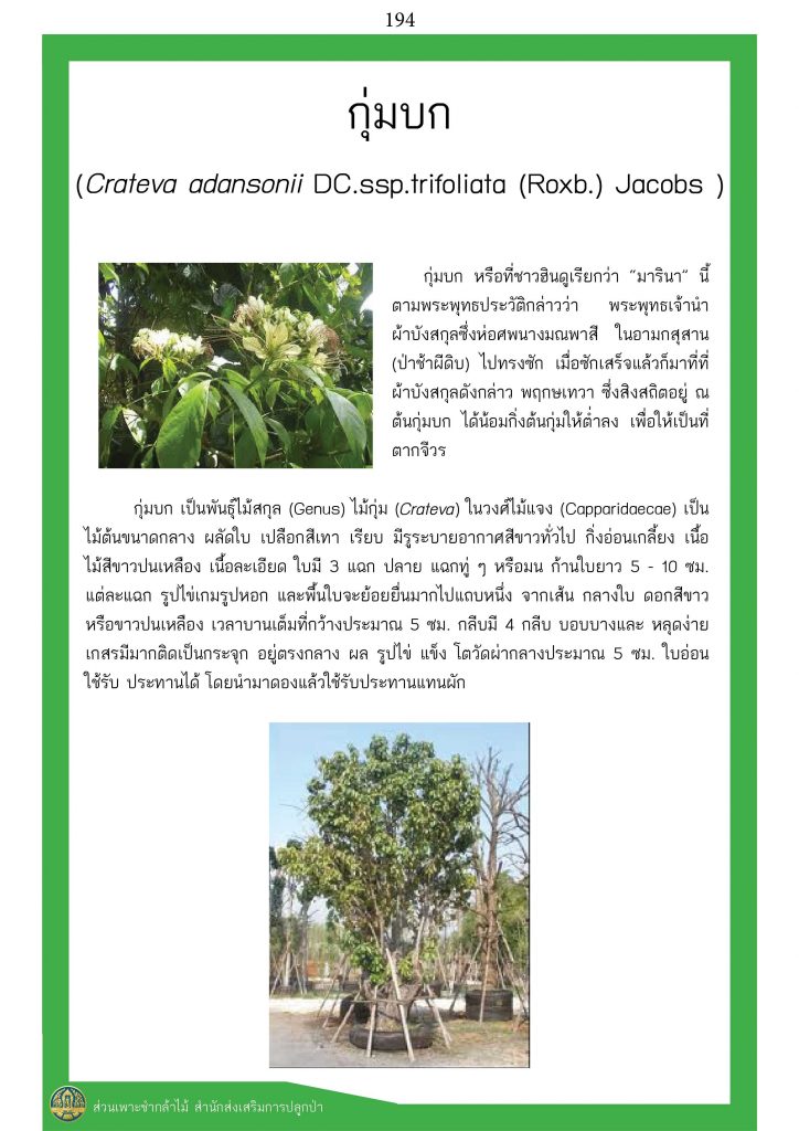 ต้นไม้ในพุทธประวัติ : ต้นกุ่มบก