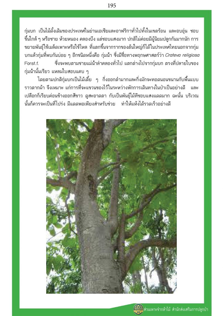 ต้นไม้ในพุทธประวัติ : ต้นกุ่มบก