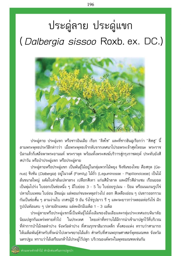 ต้นไม้ในพุทธประวัติ : ต้นประดู่ลาย ประดู่แขก