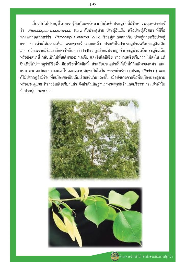 ต้นไม้ในพุทธประวัติ : ต้นประดู่ลาย ประดู่แขก