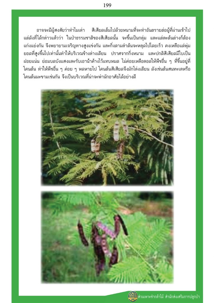 ต้นไม้ในพุทธประวัติ : ต้นสีเสียด