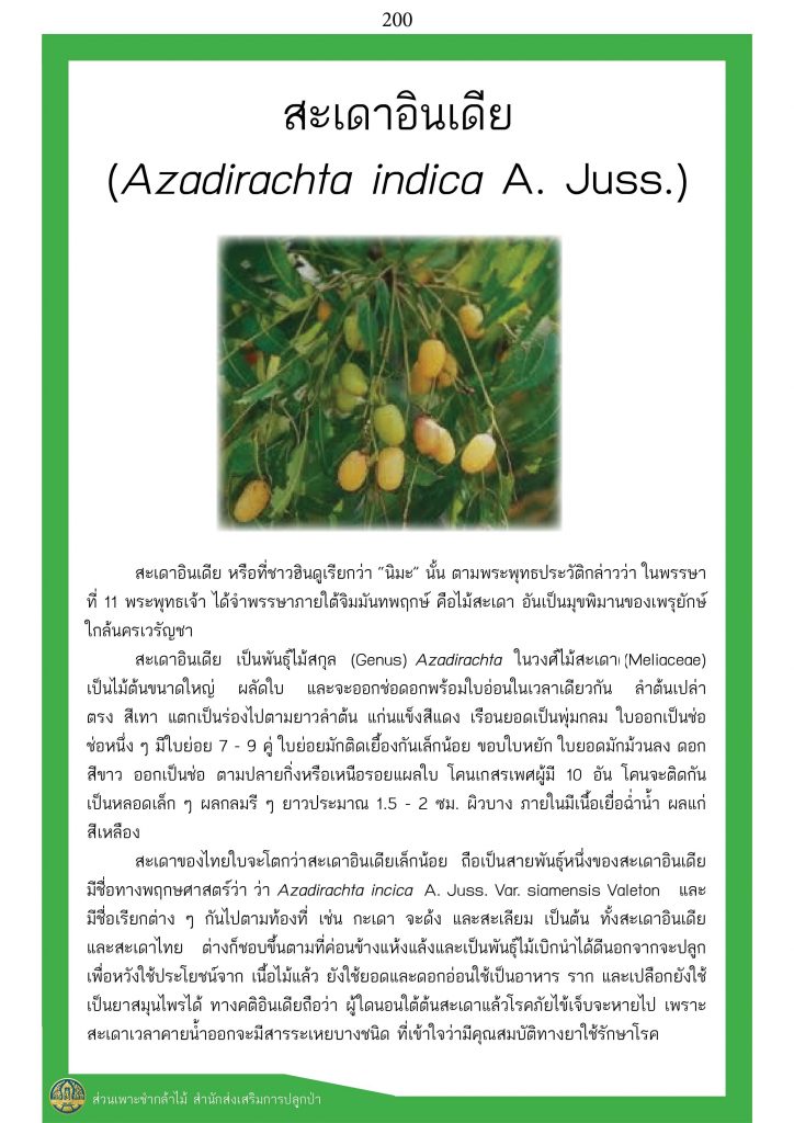 ต้นไม้ในพุทธประวัติ : ต้นสะเดาอินเดีย