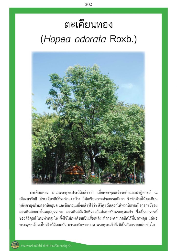 ต้นไม้ในพุทธประวัติ : ต้นตะเคียนทอง