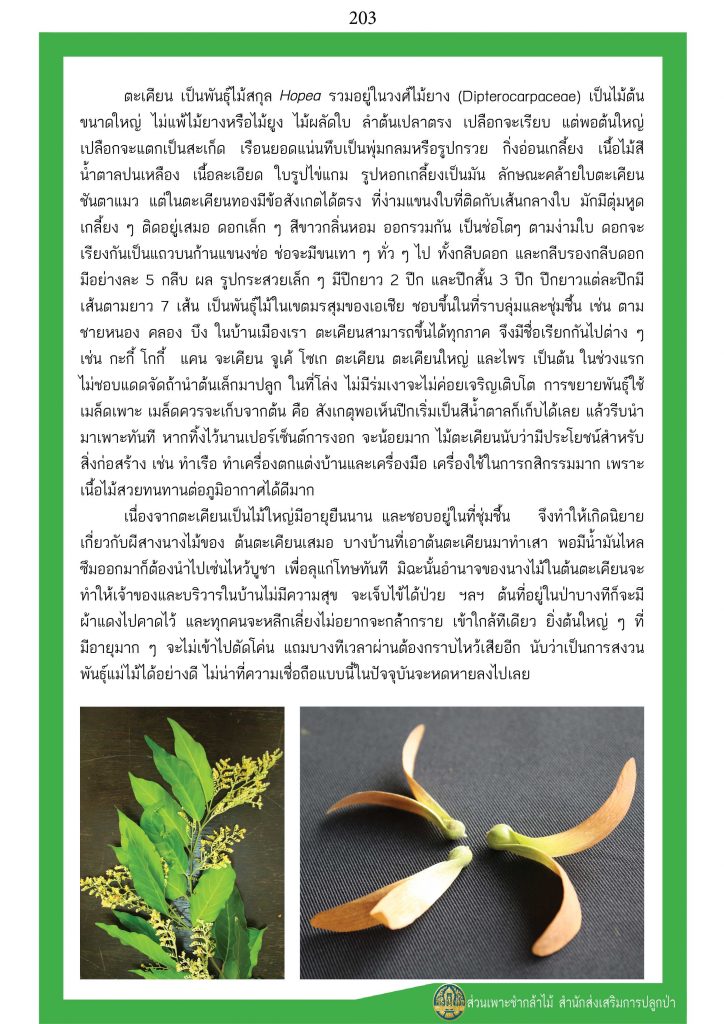 ต้นไม้ในพุทธประวัติ : ต้นตะเคียนทอง