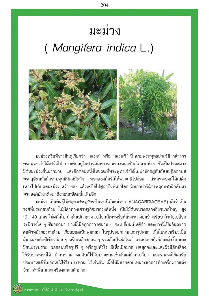 ต้นไม้ในพุทธประวัติ : ต้นมะม่วง