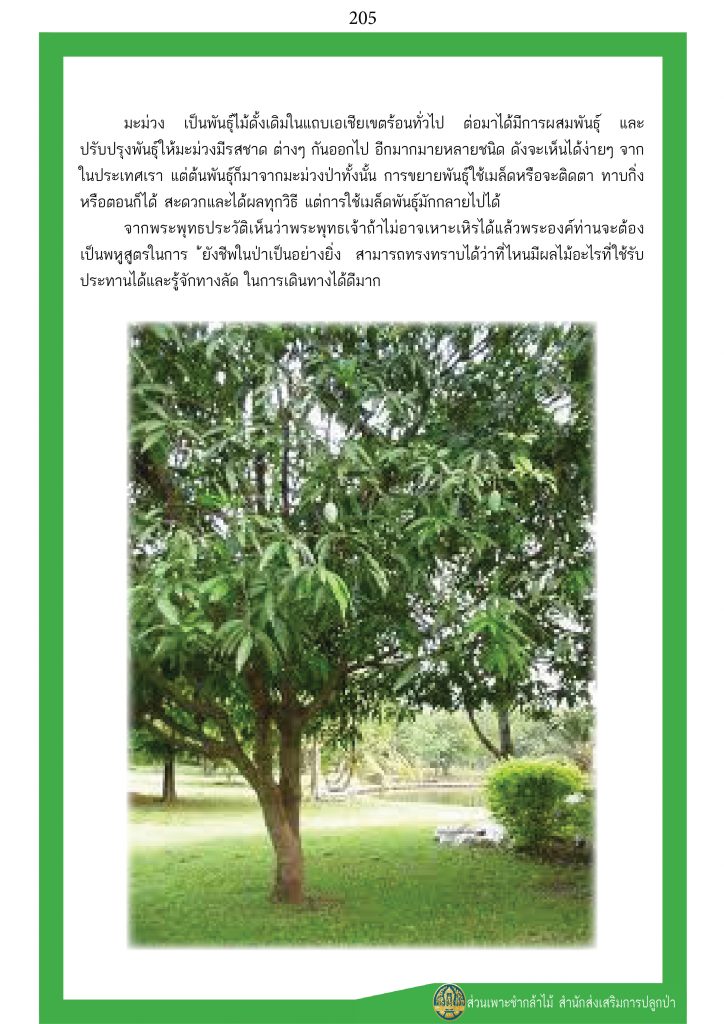 ต้นไม้ในพุทธประวัติ : ต้นมะม่วง