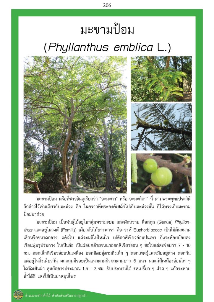 ต้นไม้ในพุทธประวัติ : ต้นมะขามป้อม
