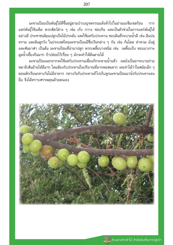 ต้นไม้ในพุทธประวัติ : ต้นมะขามป้อม