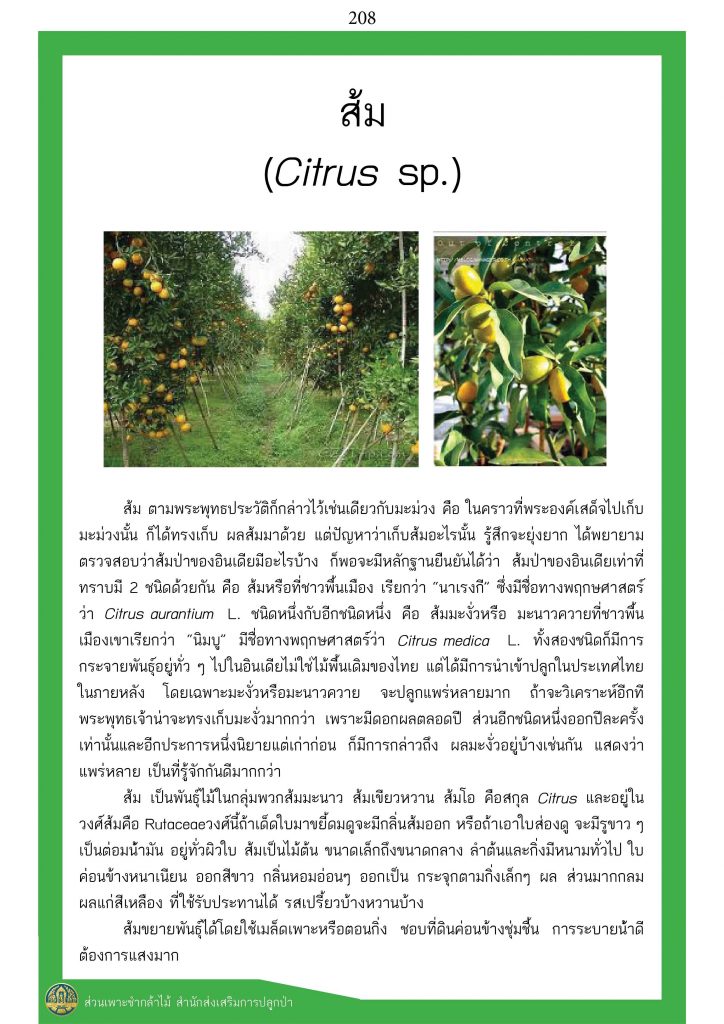 ต้นไม้ในพุทธประวัติ : ต้นส้ม