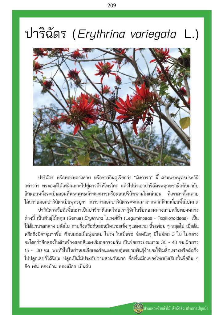 ต้นไม้ในพุทธประวัติ : ต้นปาริฉัตร