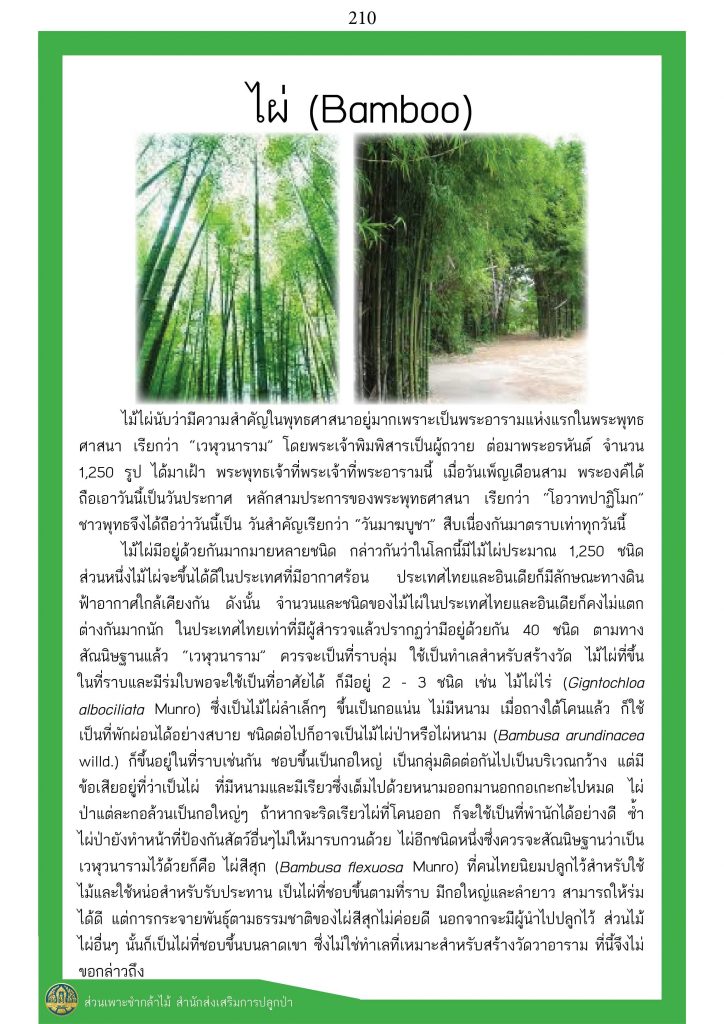 ต้นไม้ในพุทธประวัติ : ต้นไผ่