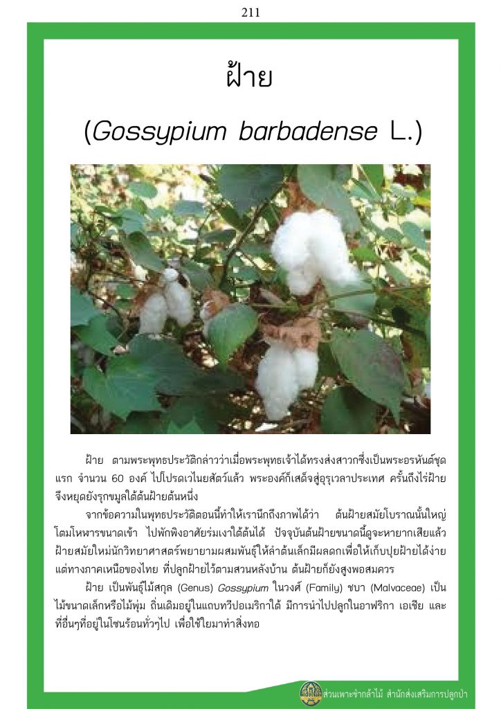 ต้นไม้ในพุทธประวัติ : ต้นฝ้าย