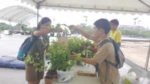 ปลูกเลย3