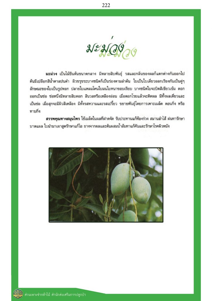 พรรณไม้ในวรรณคดีไทย : มะม่วง