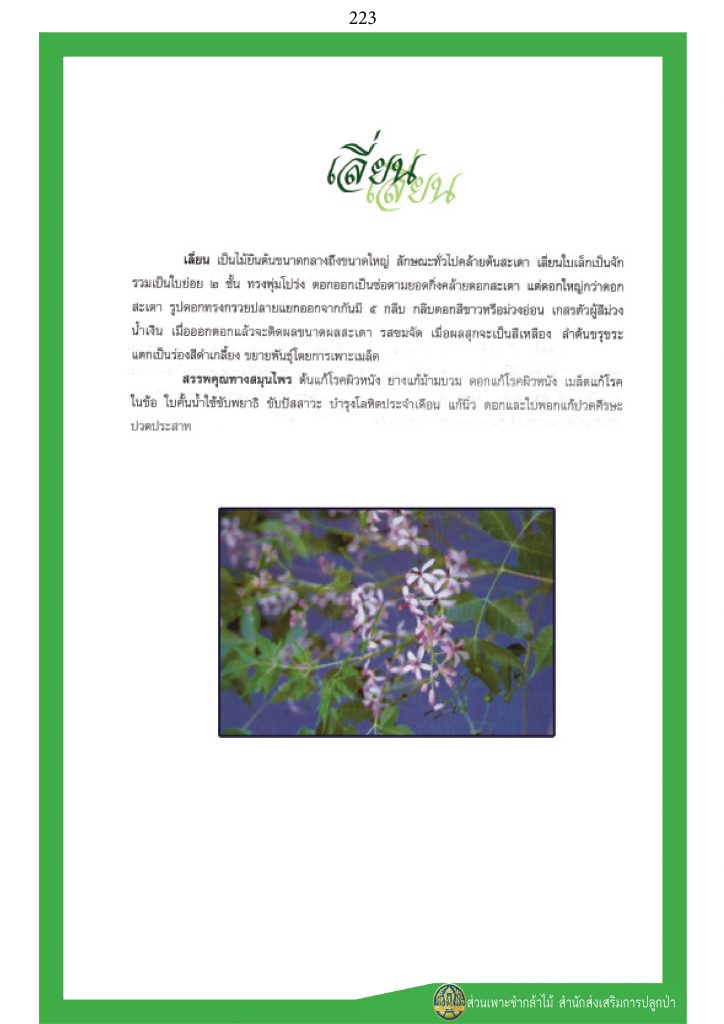 พรรณไม้ในวรรณคดีไทย : เลี่ยน