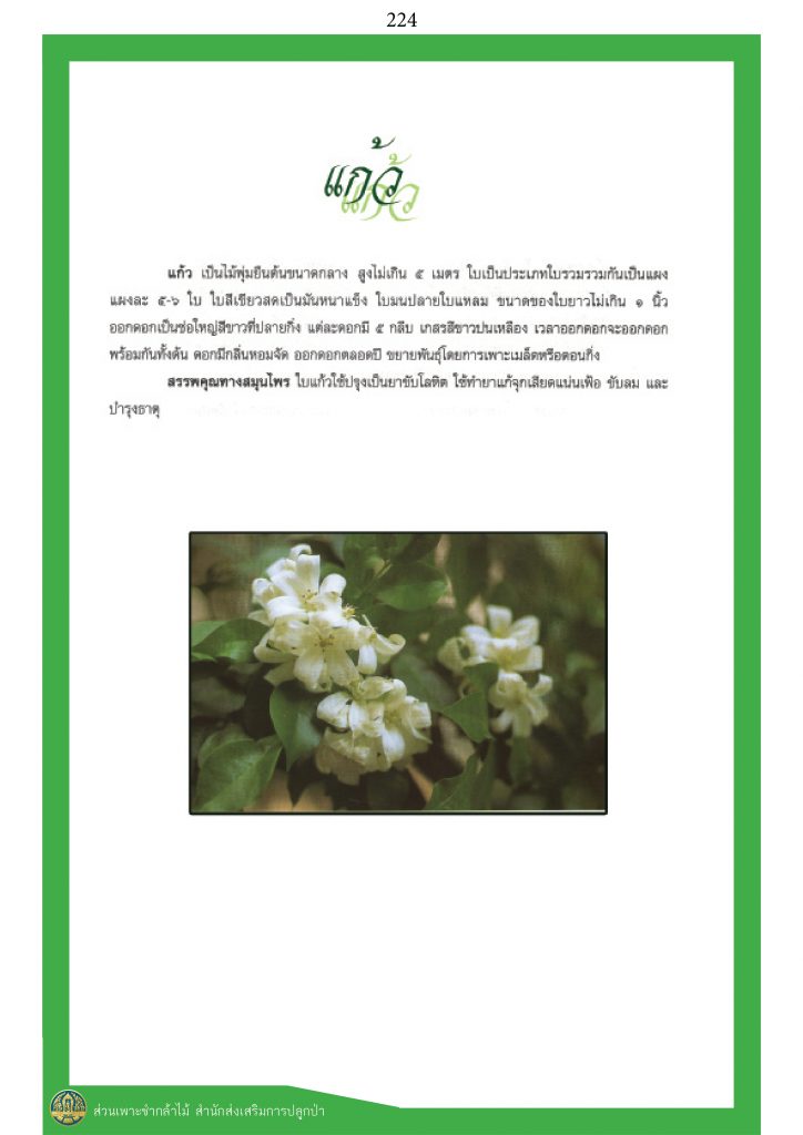 พรรณไม้ในวรรณคดีไทย : แก้ว