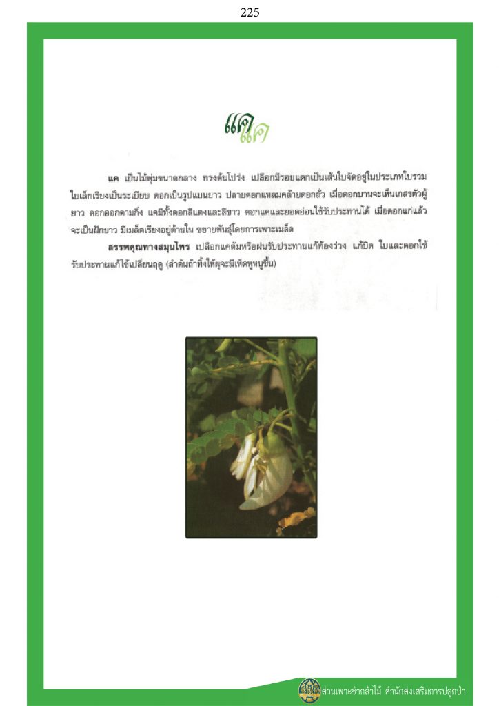 พรรณไม้ในวรรณคดีไทย : แค