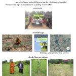 ศูนย์เพาะชำกล้าไม้นครราชสีมา-แปลงปลูกต้นไม้59 แปลงที่ 5