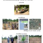 ศูนย์เพาะชำกล้าไม้นครราชสีมา-แปลงปลูกต้นไม้59 แปลงที่ 7