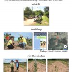 ศูนย์เพาะชำกล้าไม้นครราชสีมา-แปลงปลูกต้นไม้59 แปลงที่ 9