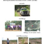 ศูนย์เพาะชำกล้าไม้นครราชสีมา-แปลงปลูกต้นไม้59 แปลงที่ 11