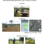 ศูนย์เพาะชำกล้าไม้นครราชสีมา-แปลงปลูกต้นไม้59 แปลงที่ 12