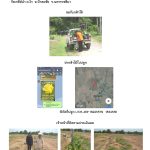 ศูนย์เพาะชำกล้าไม้นครราชสีมา-แปลงปลูกต้นไม้59 แปลงที่ 13