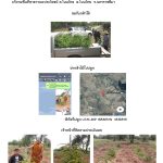 ศูนย์เพาะชำกล้าไม้นครราชสีมา-แปลงปลูกต้นไม้59 แปลงที่ 15