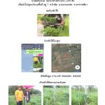 ศูนย์เพาะชำกล้าไม้นครราชสีมา-แปลงปลูกต้นไม้59 แปลงที่ 19