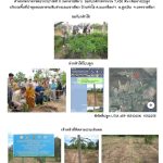 ศูนย์เพาะชำกล้าไม้นครราชสีมา-แปลงปลูกต้นไม้59 แปลงที่ 21