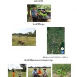 ศูนย์เพาะชำกล้าไม้ราชบุรี-แปลงปลูก59 แปลงที่ 4