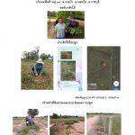 ศูนย์เพาะชำกล้าไม้ราชบุรี-แปลงปลูก59 แปลงที่ 1