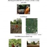 ศูนย์เพาะชำกล้าไม้ราชบุรี-แปลงปลูก59 แปลงที่ 5