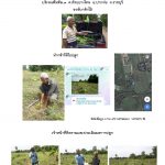 ศูนย์เพาะชำกล้าไม้ราชบุรี-แปลงปลูก59 แปลงที่ 3