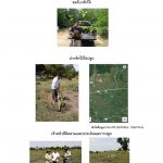 ศูนย์เพาะชำกล้าไม้ราชบุรี-แปลงปลูก59 แปลงที่ 7