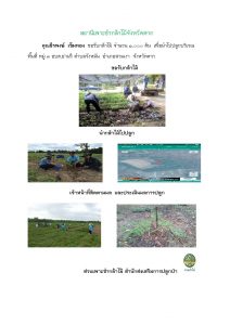 สถานีเพาะชำกล้าไม้จังหวัดตาก-แปลงปลูก59_Page_10