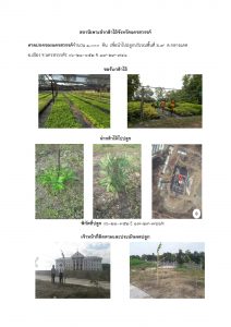 สถานีเพาะชำกล้าไม้จังหวัดนครสวรรค์-แปลงปลูกต้นไม้59 แปลงที่ 5