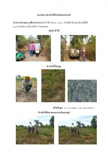 สถานีเพาะชำกล้าไม้จังหวัดนครสวรรค์-แปลงปลูกต้นไม้59 แปลงที่ 8