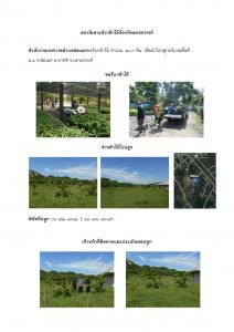 สถานีเพาะชำกล้าไม้จังหวัดนครสวรรค์-แปลงปลูกต้นไม้59 แปลงที่ 11