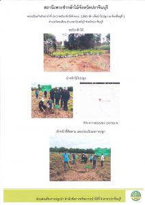 สถานีเพาะชำกล้าไม้จังหวัดปราจีนบุรี-แปลงปลูก59_Page_3