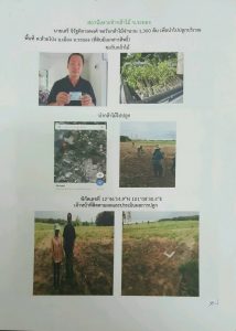 สถานีเพาะชำกล้าไม้จังหวัดระยอง-แปลงปลูก59 แปลงที่ 2