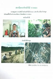 สถานีเพาะชำกล้าไม้จังหวัดระยอง-แปลงปลูก59 แปลงที่ 6