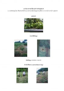 สถานีเพาะชำกล้าไม้ลานสัก-แปลงปลูกต้นไม้59 แปลงที่ 5