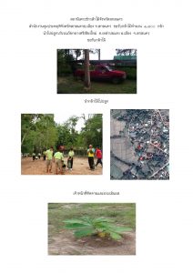 สถานีเพาะชำกล้าไม้จังหวัดสกลนคร-แปลงปลูก59 แปลงที่ 17