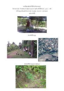 สถานีเพาะชำกล้าไม้จังหวัดสกลนคร-แปลงปลูก59 แปลงที่ 25